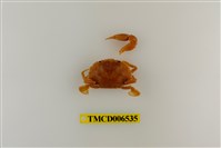 藏品(鋸緣青蟳)的圖片